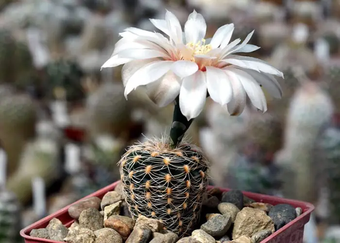 Gymnocalycium Friedrichii succulent with white flower