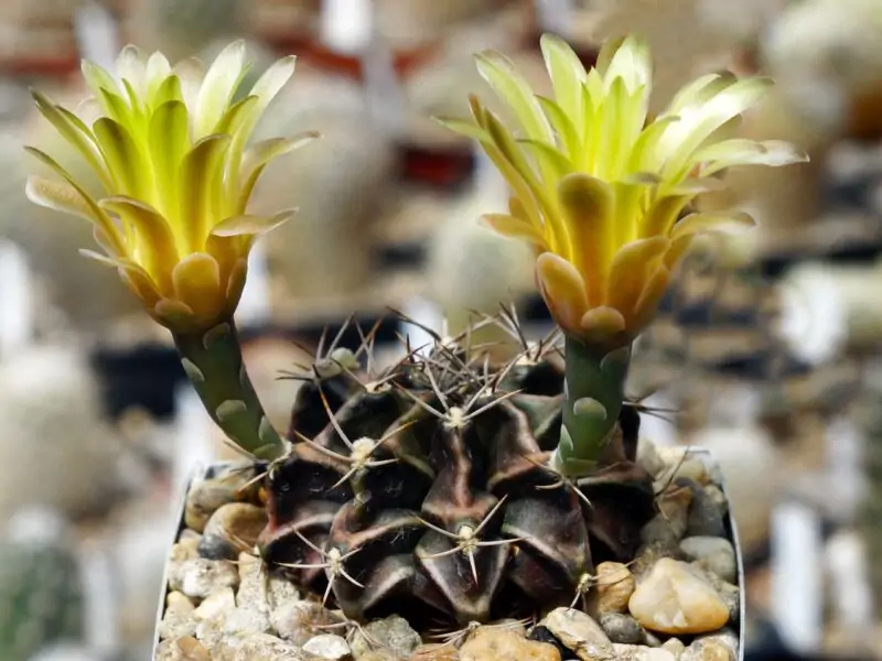 Gymnocalycium Friedrichii succulent with yellow flower