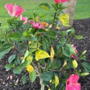 hibiscus leaves yellow