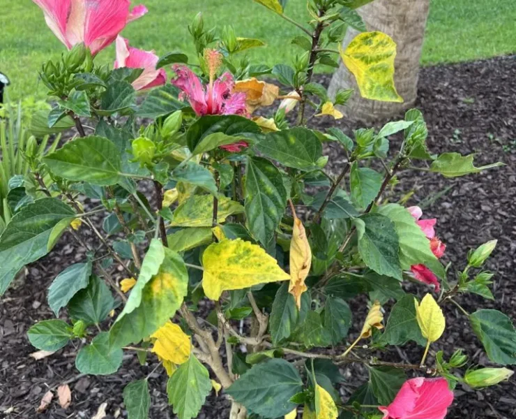 hibiscus leaves yellow