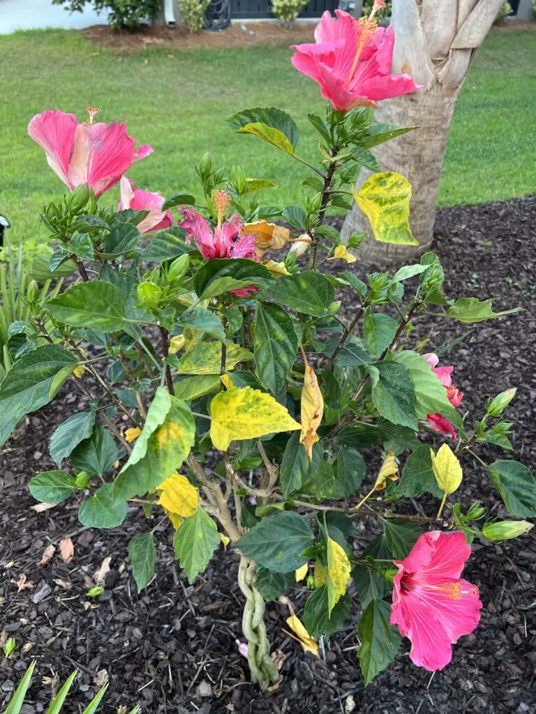 hibiscus leaves yellow