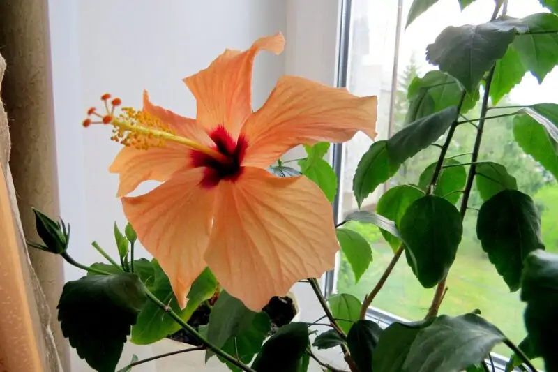 hibiscus on window light