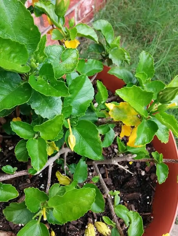potted hibiscus yellow leaves