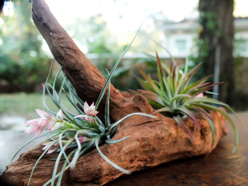 Tillandsia air plant