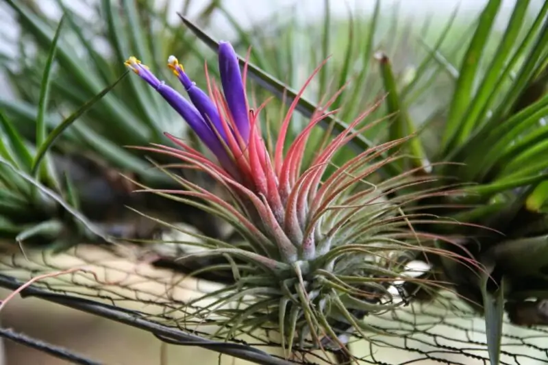 air plant