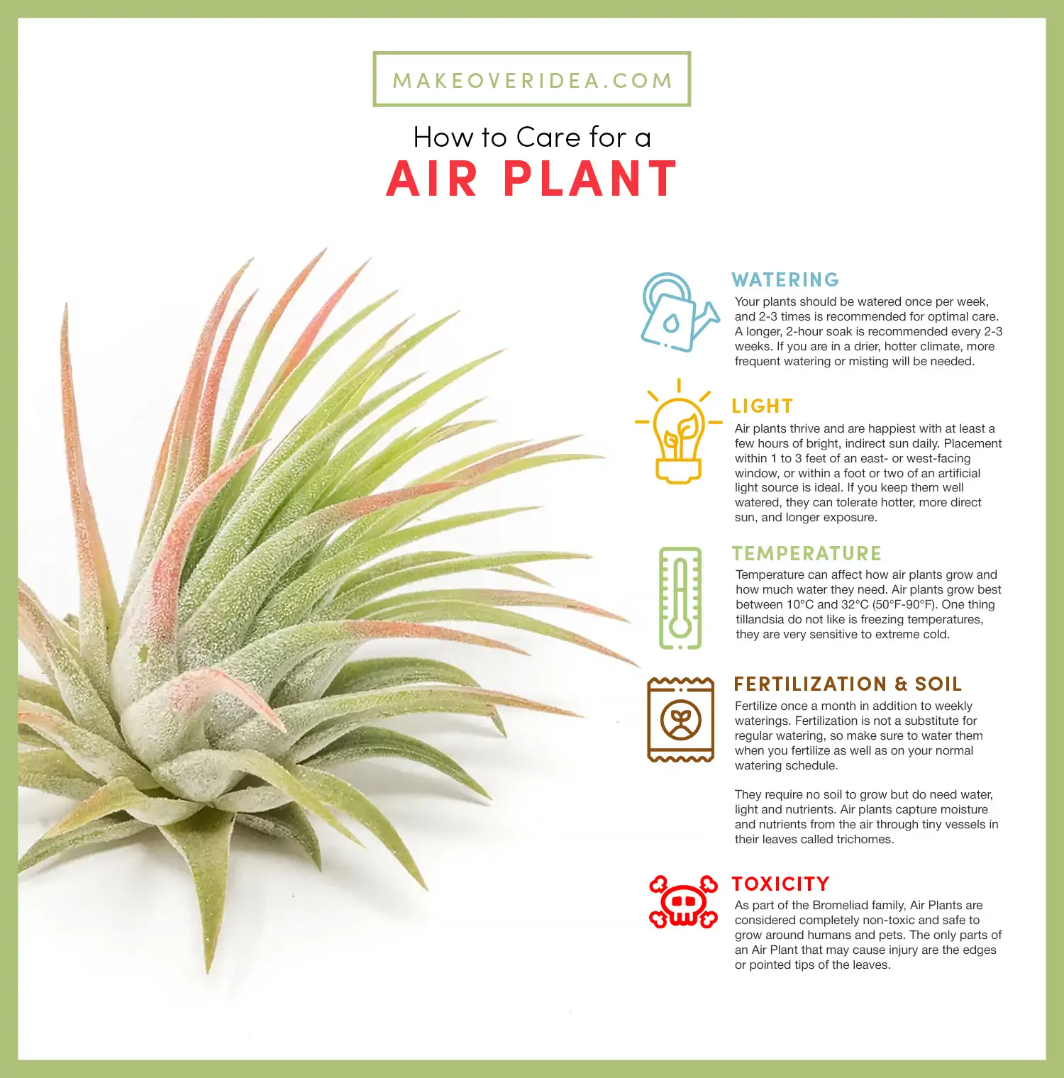 air plant tequirements how to care of Tillandsia chart