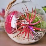 air plants tillandsiya