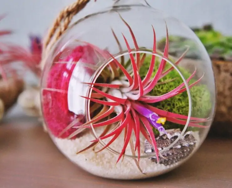 air plants tillandsiya