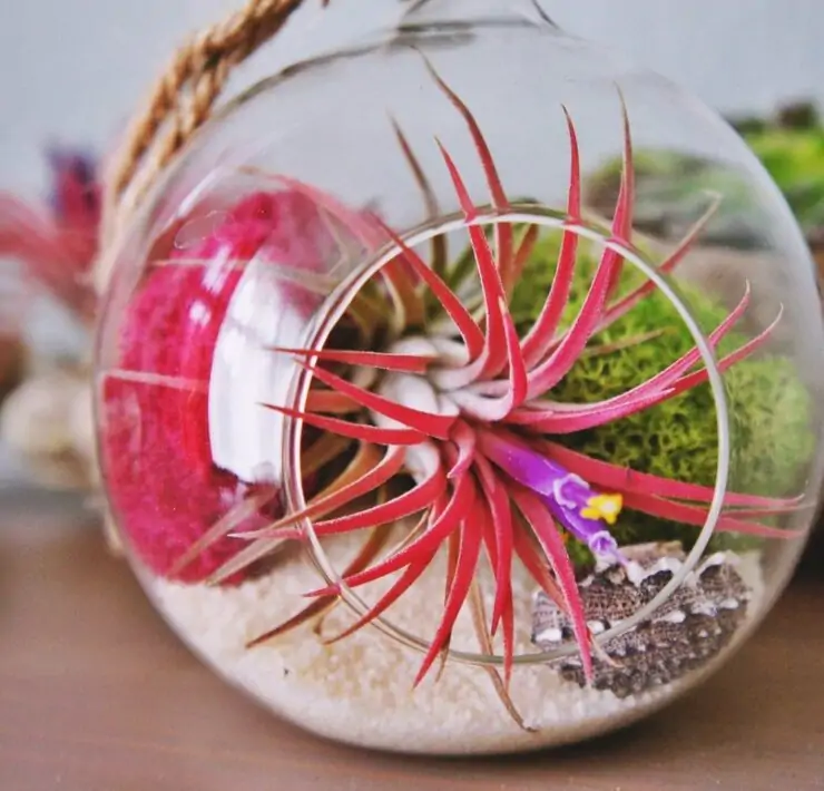 air plants tillandsiya