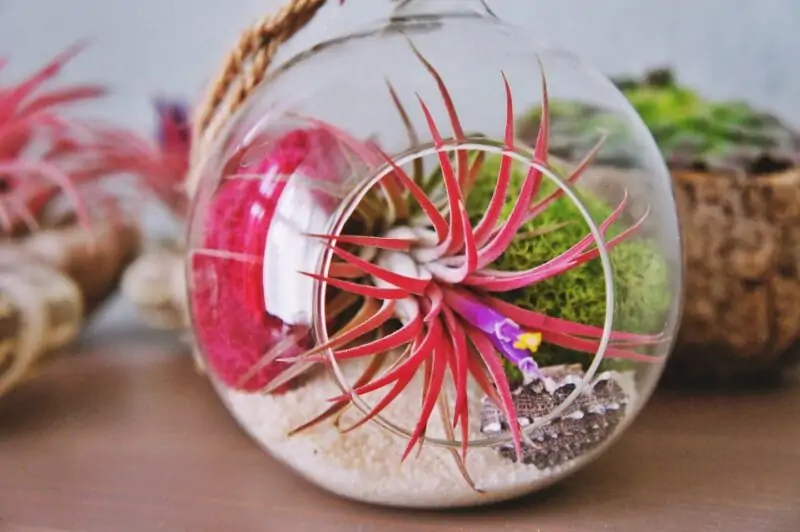 air plants tillandsiya