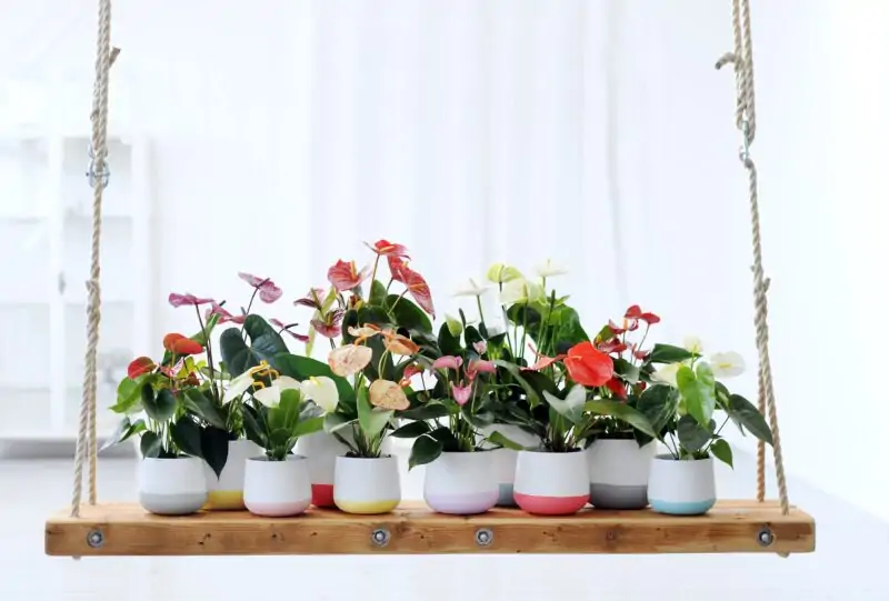 anthurium flamingo flower