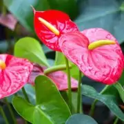 anthurium plants flamingo flower