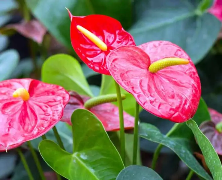 anthurium plants flamingo flower