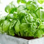 basil plant