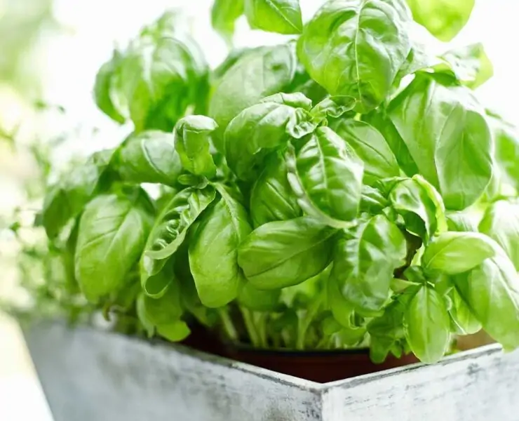 basil plant