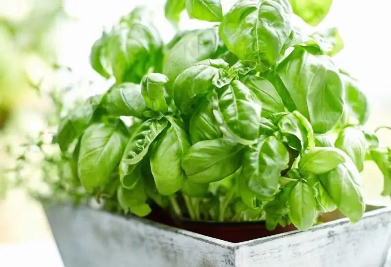 basil plant