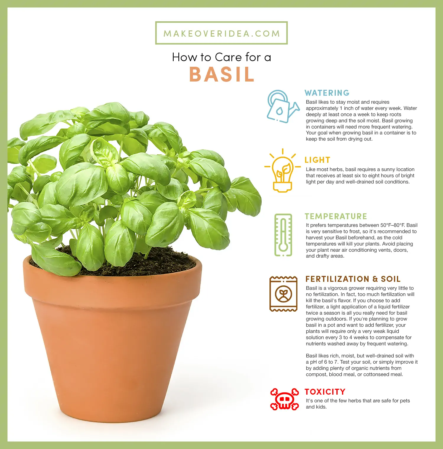 basil plant requirements how to care