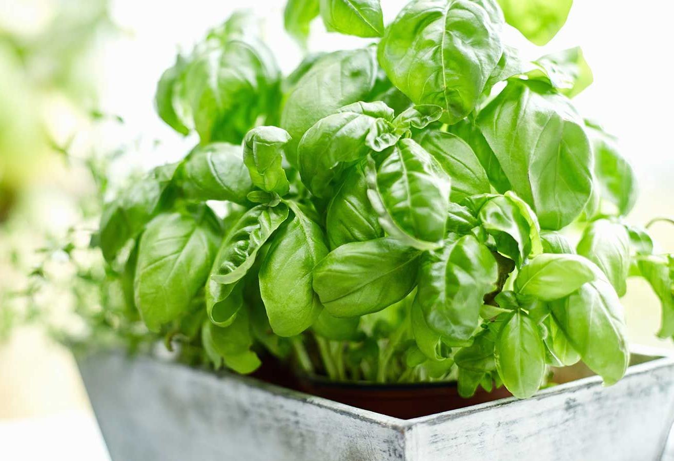 How Long Do Basil Plants Live Indoors & Outdoors? Basil Life Cycle
