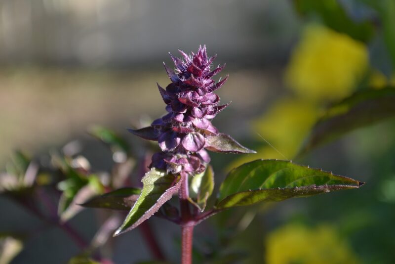 basil purple flower
