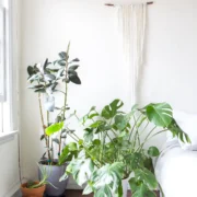 How much light does a monstera need