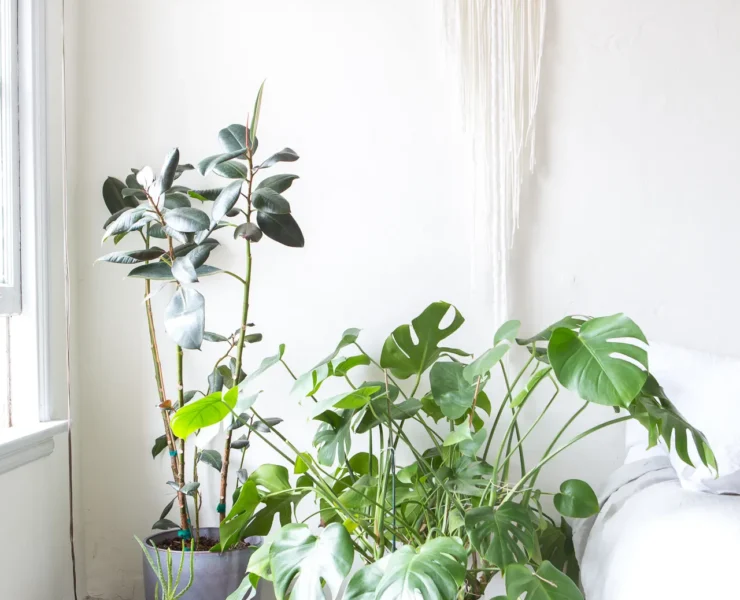 How much light does a monstera need