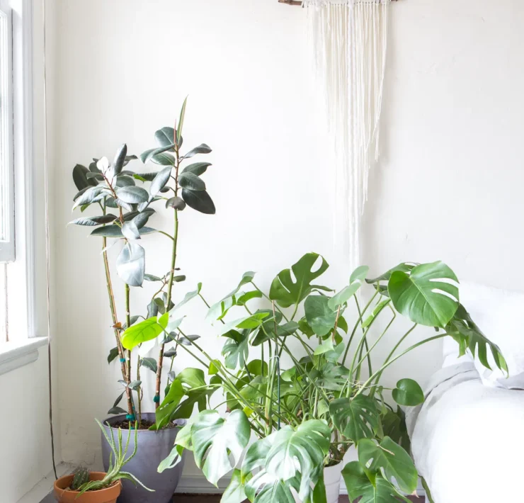 How much light does a monstera need