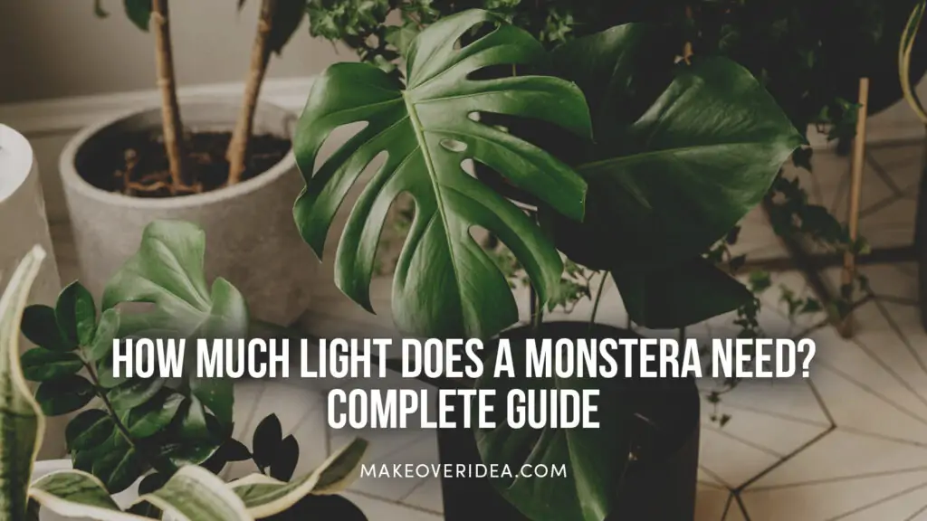 how much light monstera need