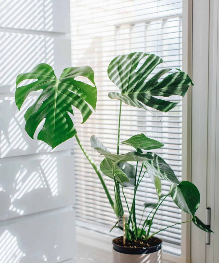 monstera indirect light near window