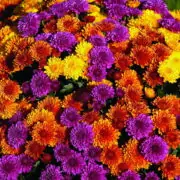 How Often to Water Mums