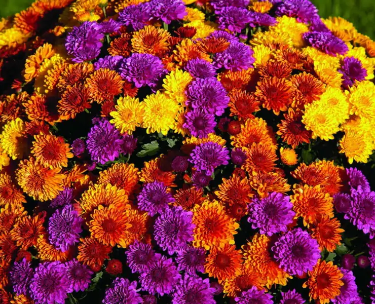 How Often to Water Mums