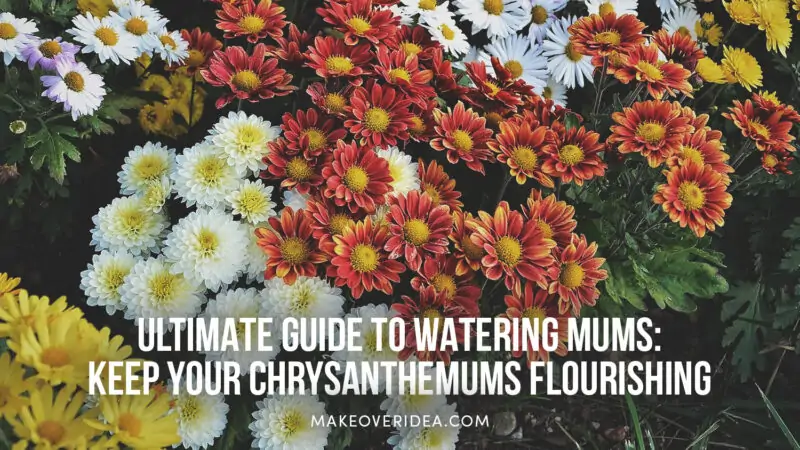 how often to water mums chrysanthemums