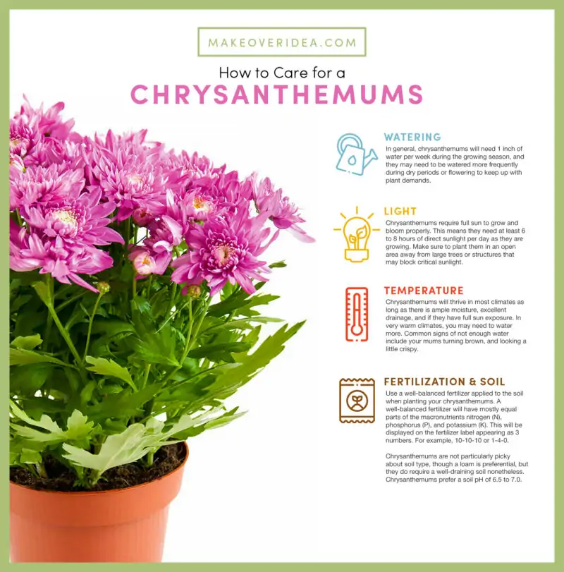 how to care for a chrysanthemums