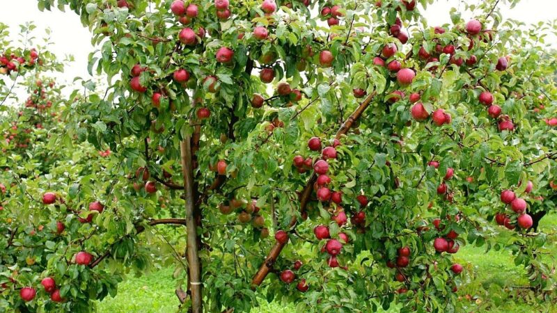 apple trees