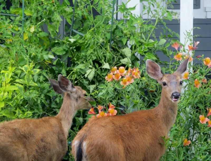 deer eating in the yard