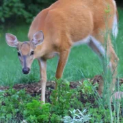 deer in the yard