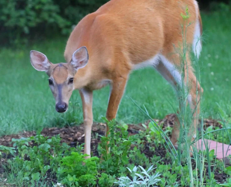 deer in the yard