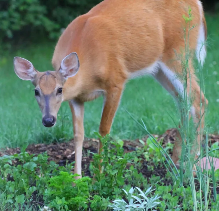 deer in the yard