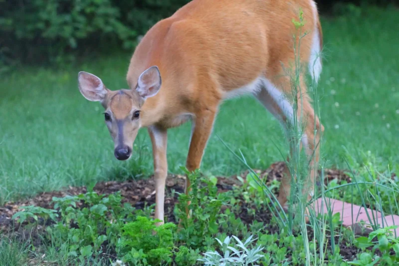 deer in the yard