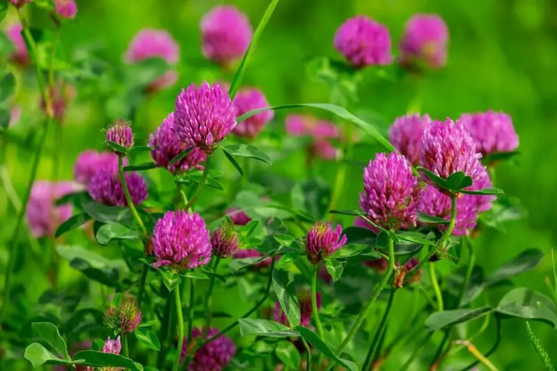 red clover