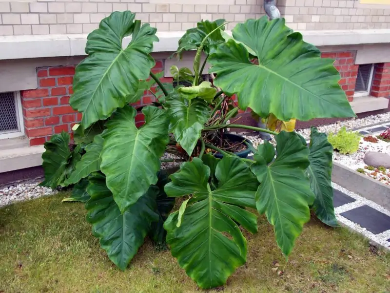 Philodendron Outdoor Landscaping Design Decor