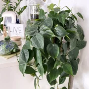 how to care for a philodendron plant