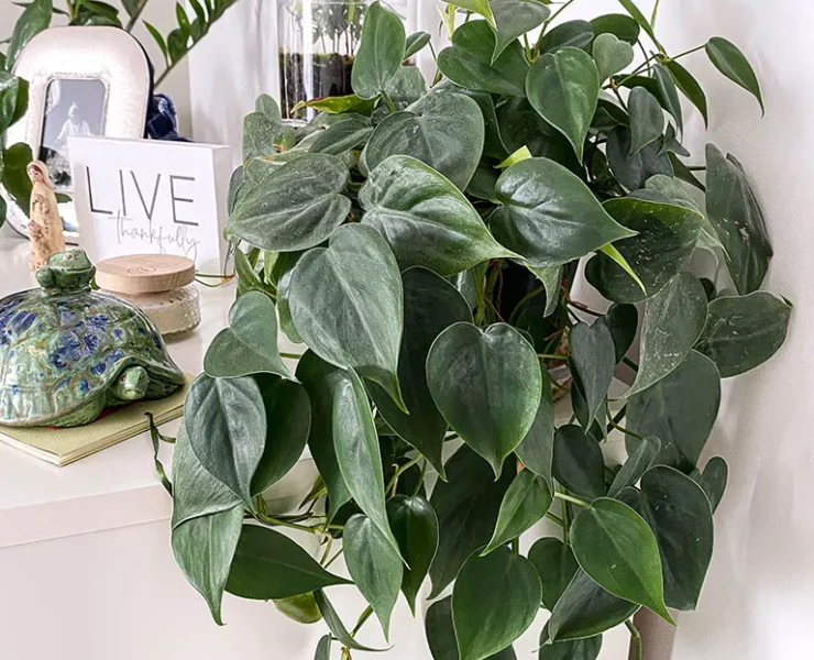 how to care for a philodendron plant