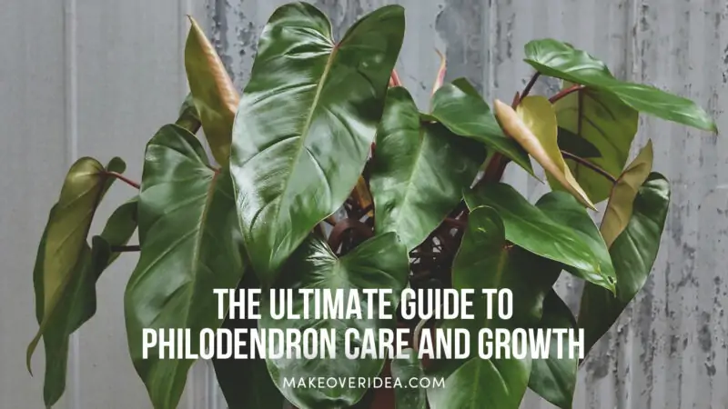 philodendron care guide