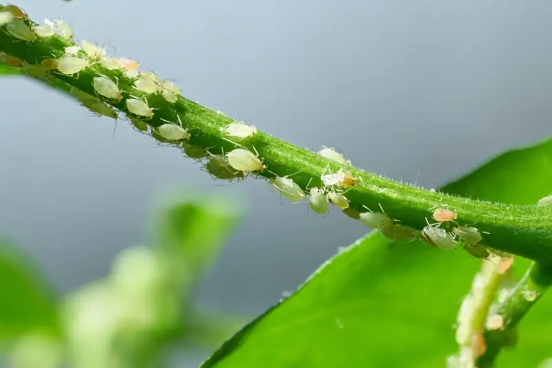 philodendron pests