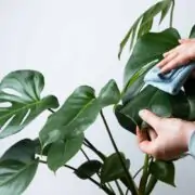 How to care for monstera