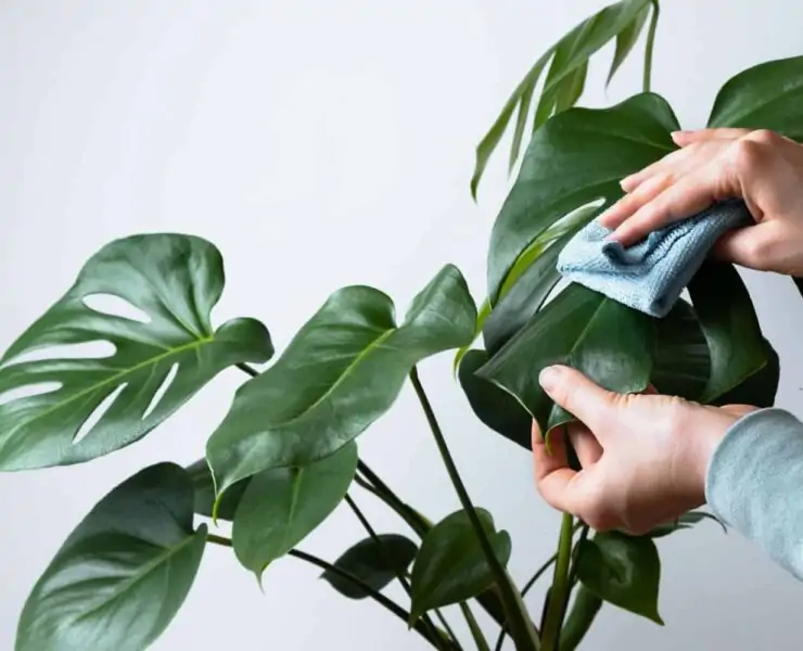 How to care for monstera