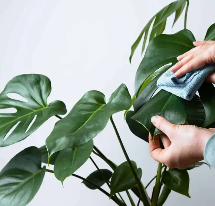 How to care for monstera