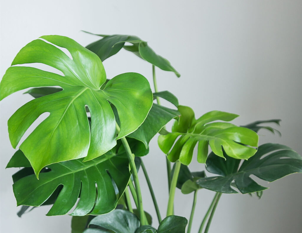 Monstera Deliciosa