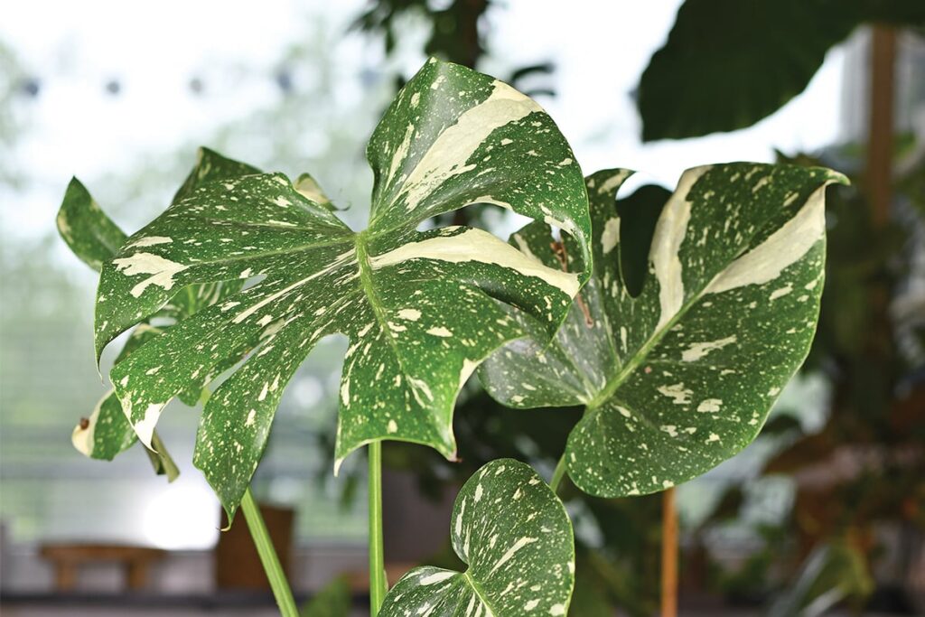 Monstera Thai Constellation