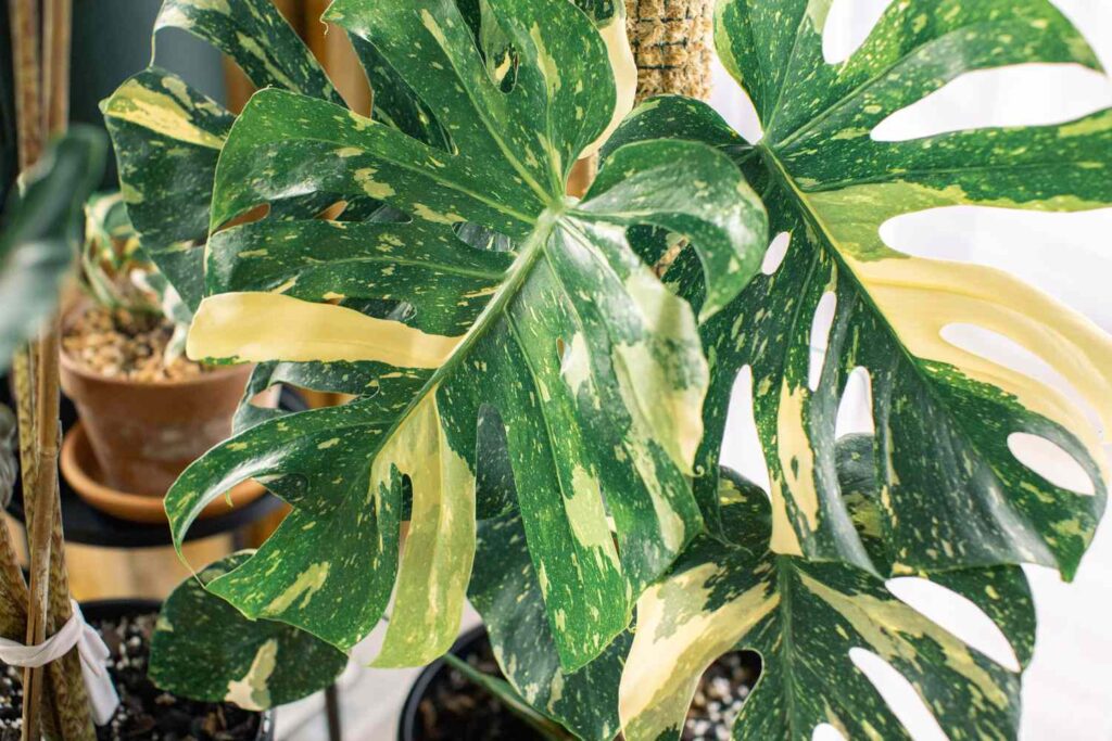 Variegated Monstera Deliciosas